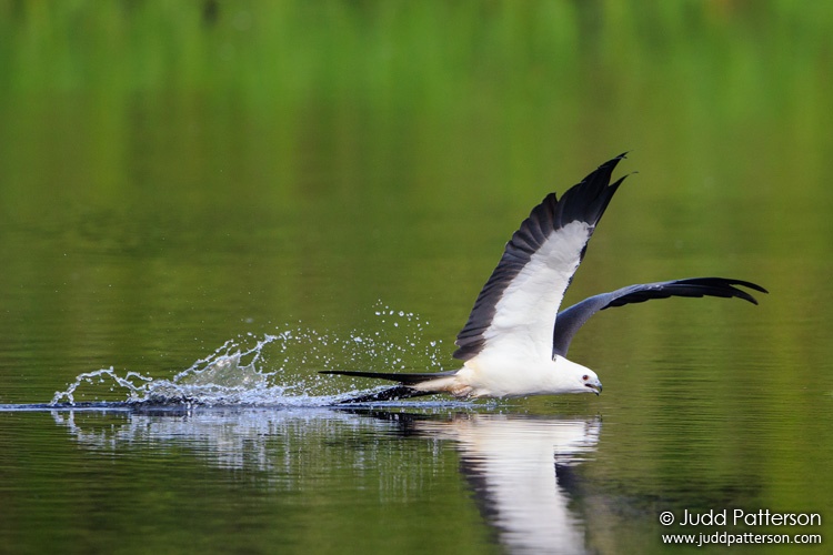 Swallow-tailed Kite, Lake Woodruff National Wildlife Refuge, Volusia County, Florida, United States